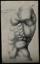 A Male Torso without an Arm